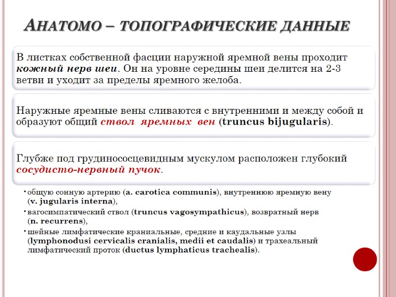 Анатомо – топографические данные